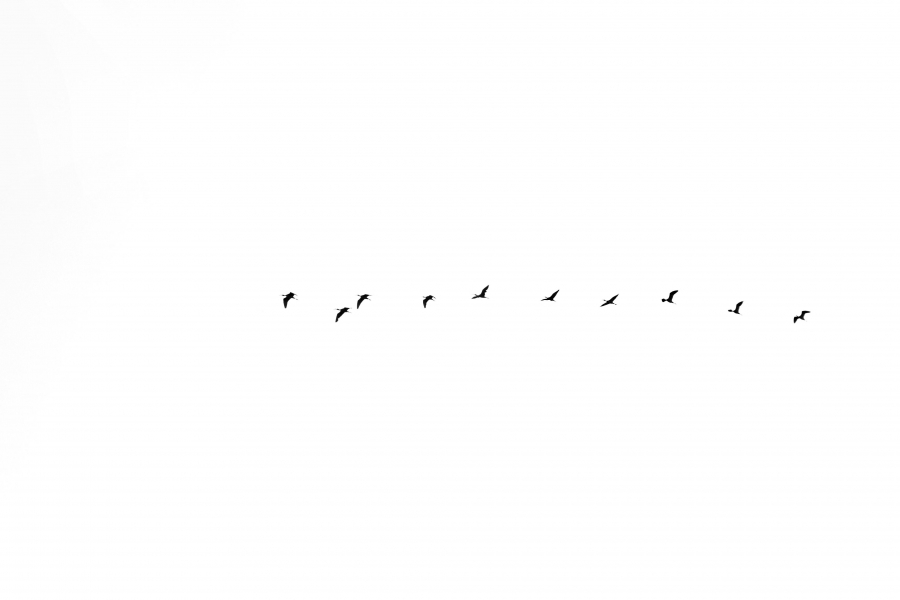 Photo_by_Miriam_Espacio_comphotoa-flock-of-birds-flying-in-the-sky-21821104